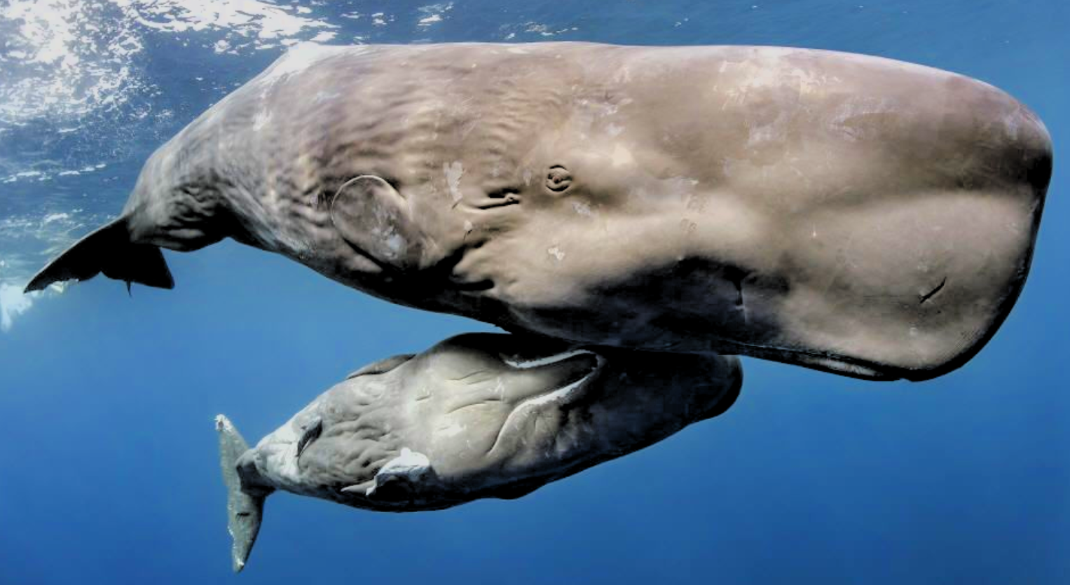 LA CHANSON DU CACHALOT CANZONES