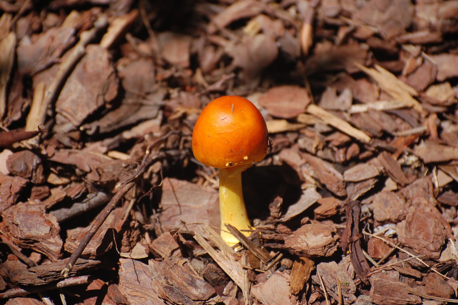 MOUNTAIN MUSINGS Toadstools and Mushrooms
