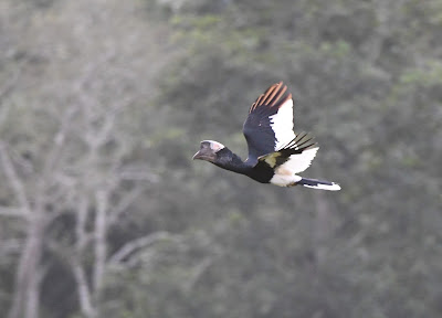 Black-and-White-Casqued Hornbill, Bycanistes subcylindricus