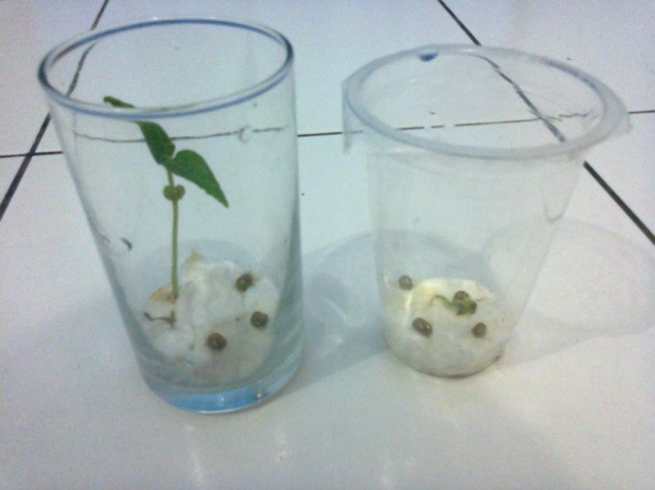 Gambar Pertumbuhan Kacang Hijau Selama 7 Hari