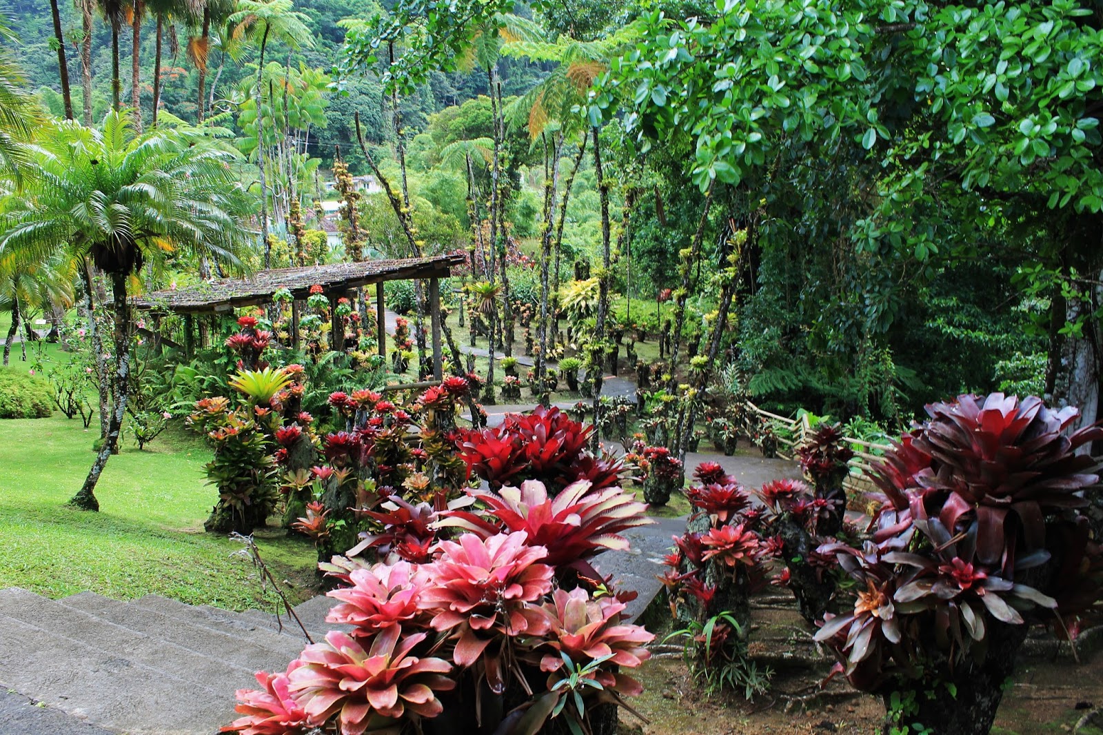 Martinique le jardin de Balata Les Gommettes de Melo