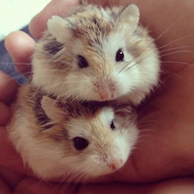 Hamster Care tips and tricks