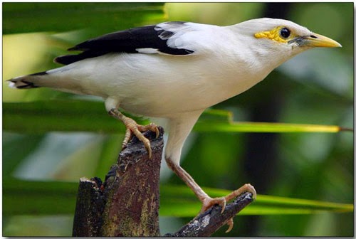 Foto Burung Jalak Putih Jantan