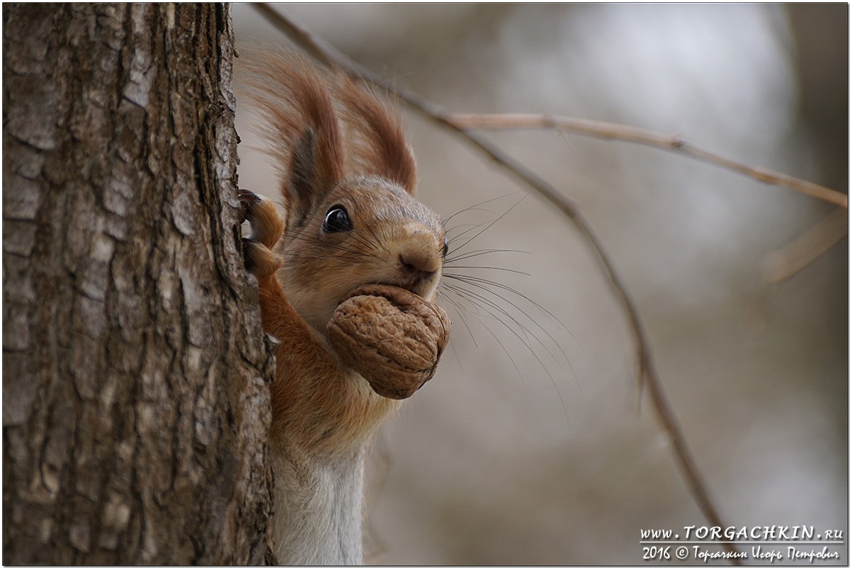 бисквитные пирожные белочка. пироженка с белочкой. грецкие орешки со сгущенкой. грустная белочка. шоколадные орешки со сгущенкой.