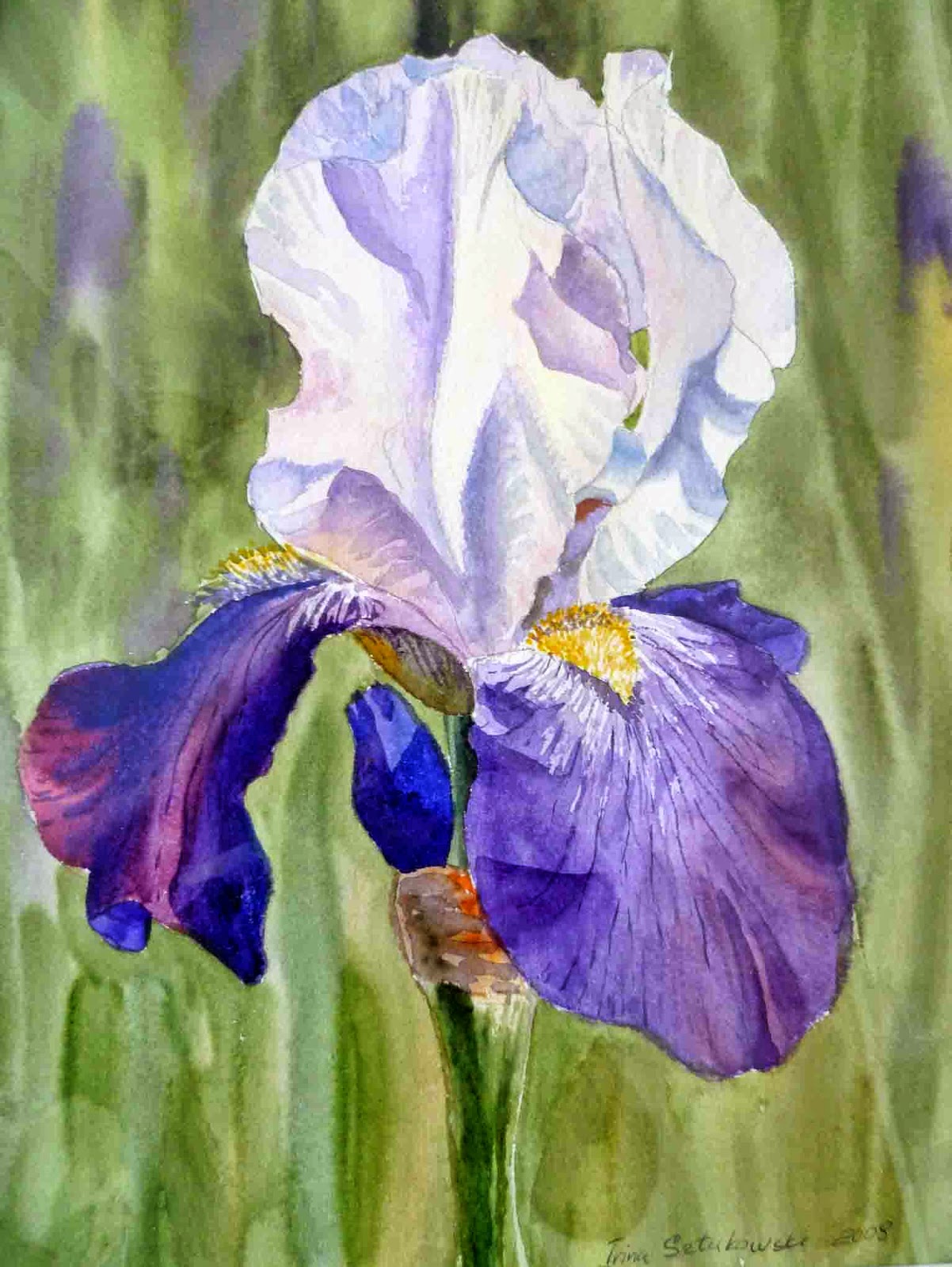 First Iris Flowers