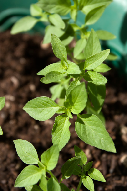 Sweet Basil & Lemon Basil Adventures in Gardening Pohnpei, Micronesia