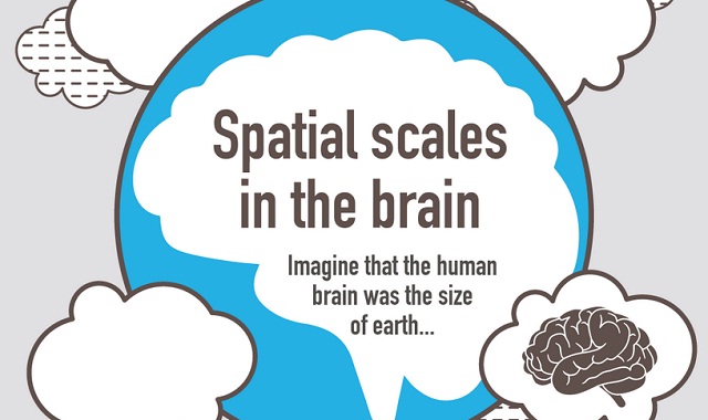 Image: Spatial Scales in the Brain #infographic