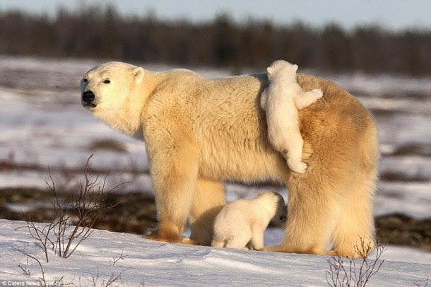 شاهدوا كيف "أمومة الدب القطبي الدافئة" تتغلب على الثلوج!