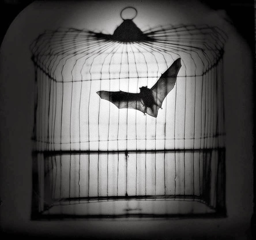 THE SUBJECT IS JAZZ Bats