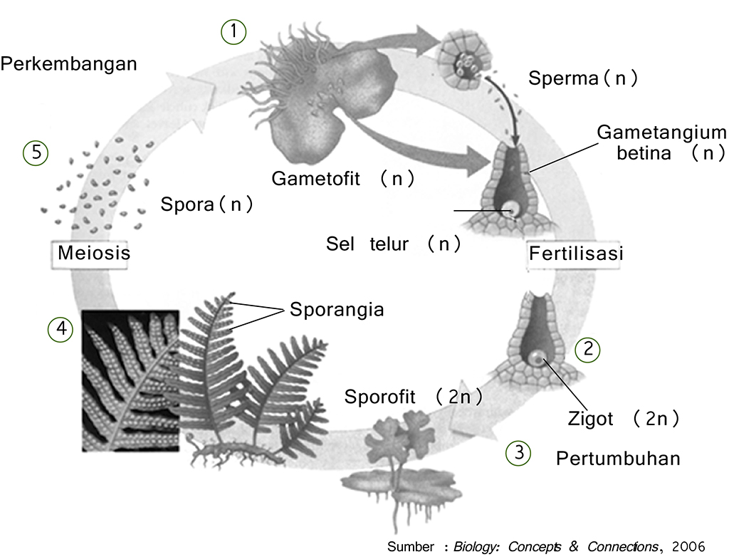 Pergiliran keturunan yang terjadi pada tumbuhan paku dan tumbuhan lumut disebut
