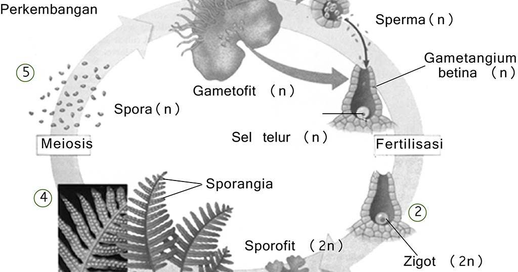Noministnow Gambar Siklus Hidup Tumbuhan Lumut Dan Tumbuhan Paku - Riset