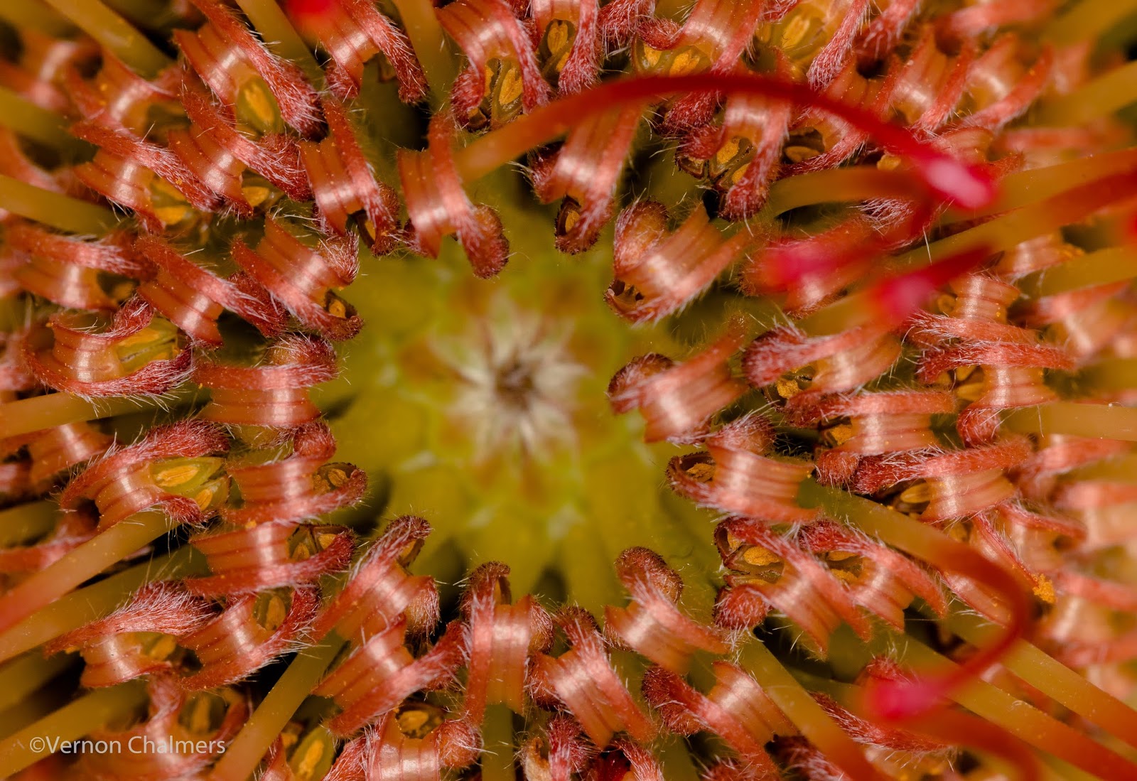 Vernon Chalmers Photography Pincushion Flowers using Autofocus and