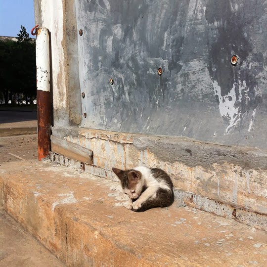 Cat of Phnom Penh Cambodia