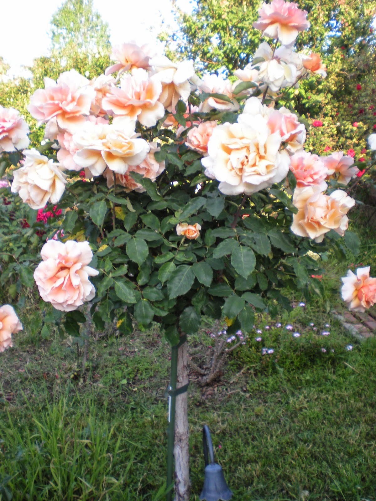 Southern California Gardening Tree Rose