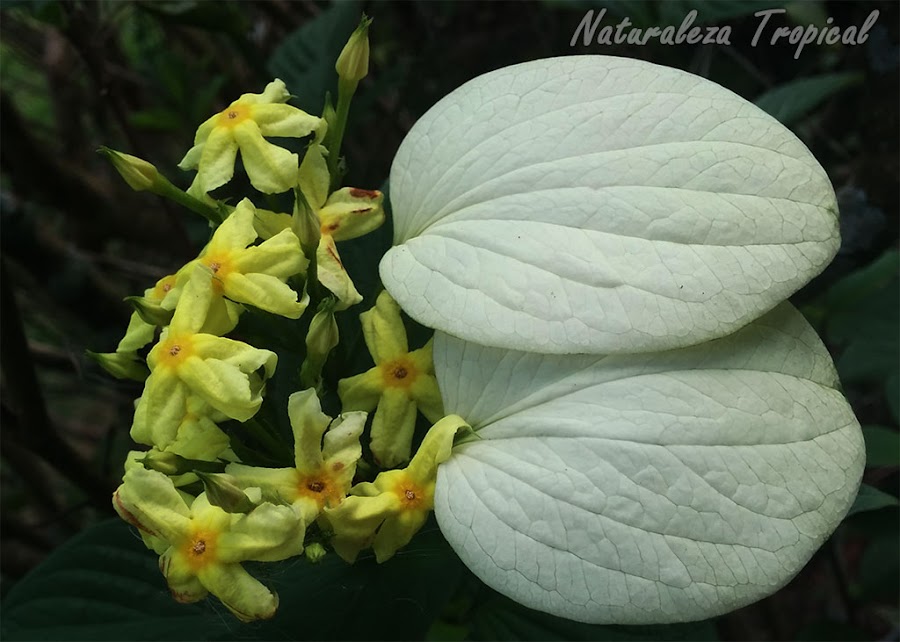Flores y brácteas de una planta del género Mussaenda