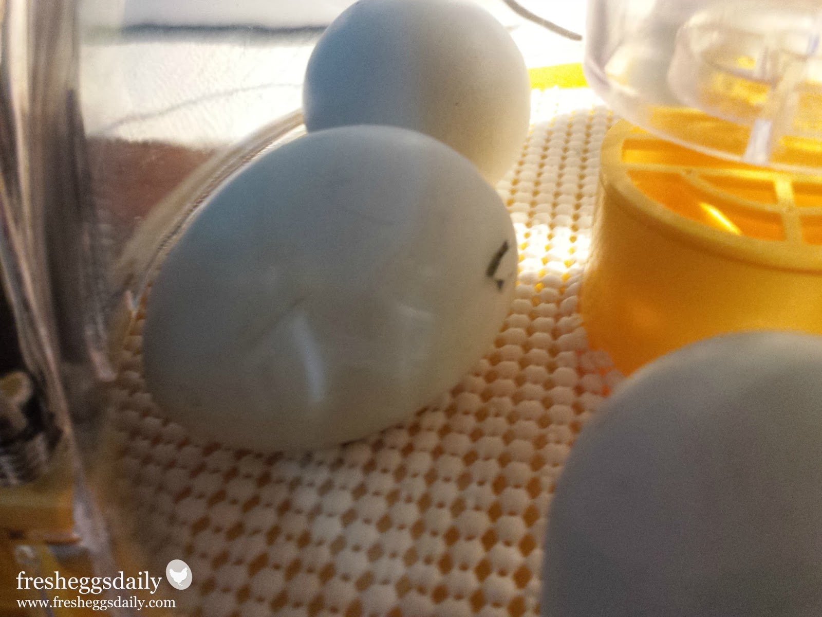 How Often Should I Turn my Hatching Eggs? Fresh Eggs Daily® with Lisa