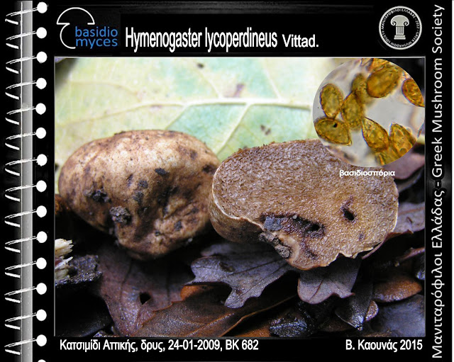 Hymenogaster lycoperdineus Vittad.