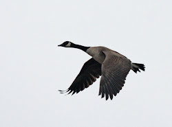 birds easy canada goose flight ones bird birder birders recognize perhaps able non should any