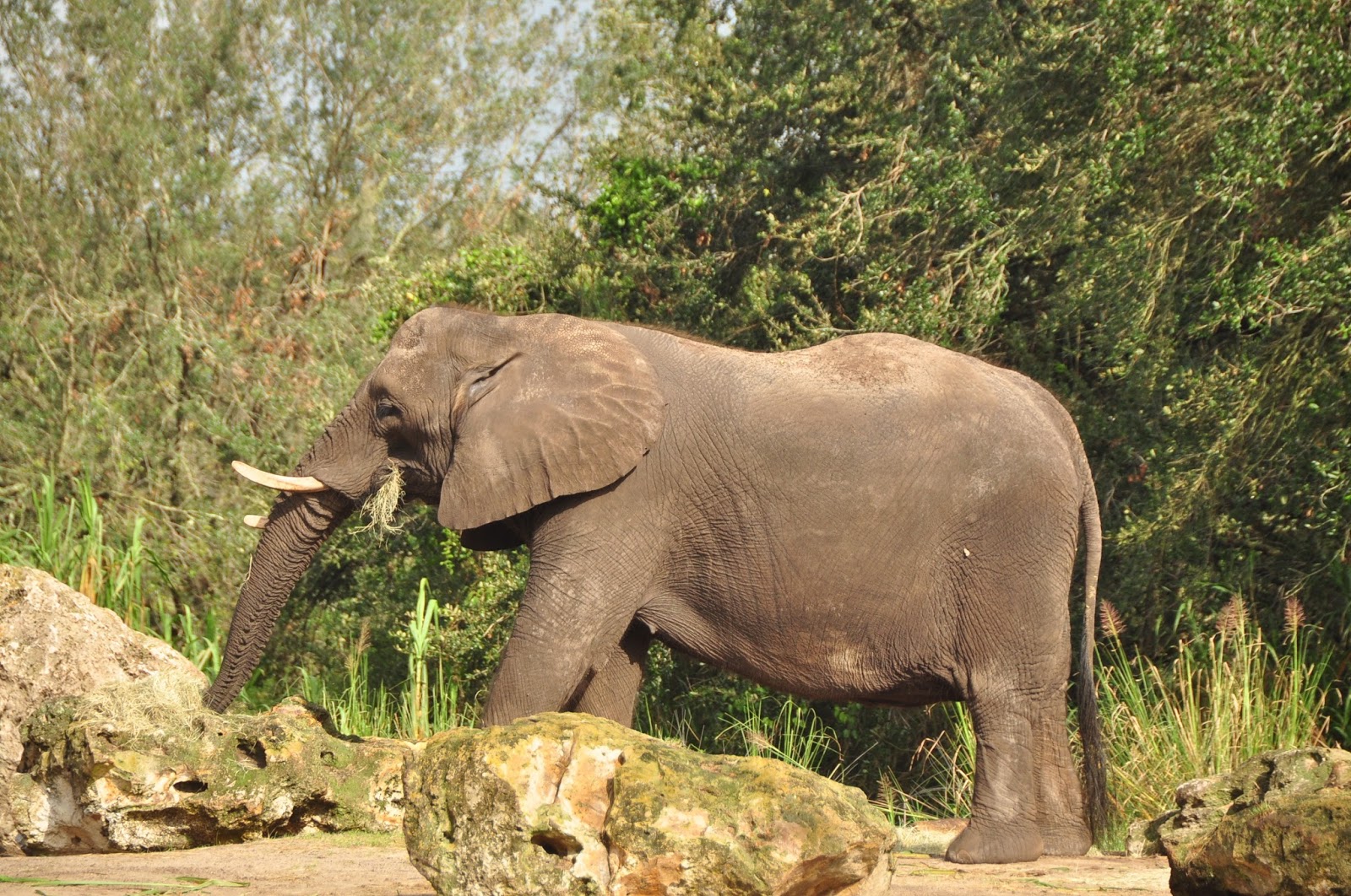 Animal Kingdom Wild Africa Trek Safari elephant