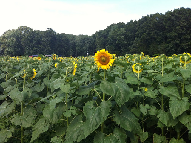 Sunflowers, charity, and ice cream in connecticut