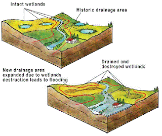 wetlands and flooding