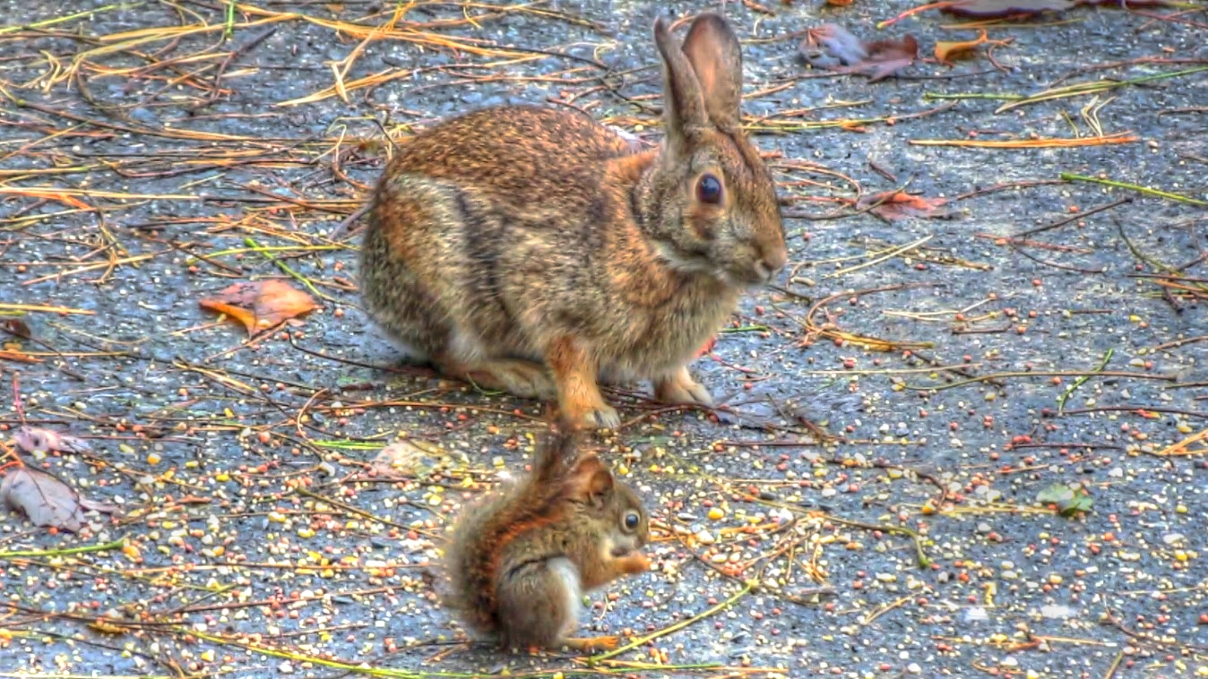 Backyard Birding....and Nature Baby Red Squirrel and Cottontail Rabbit