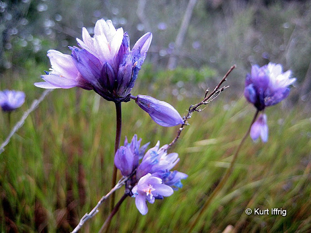 There are an abundance of wildflowers near Coquina Mine in spring. These called Blue Dicks.