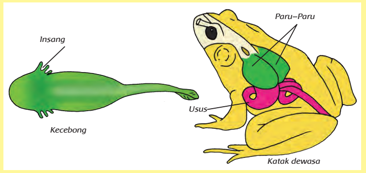 Organ Pernafasan Katak Bab 7 Sistem Pernafasan Ppt Download