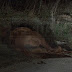 Ιωάννινα:Αβοήθητο ... εξαντλημένο  άλογο ..κατέρρευσε στην άκρη του δρόμου 