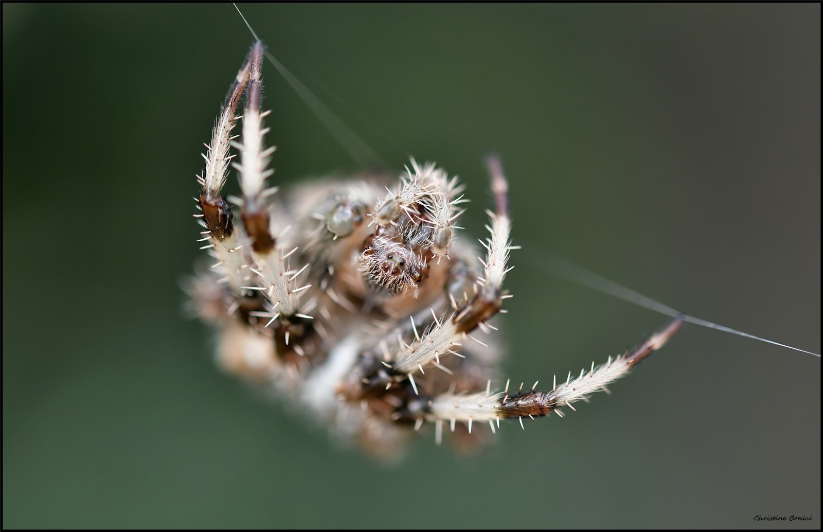 Epeire, fourmis, escargot.................; | Christine Bonici Photographie