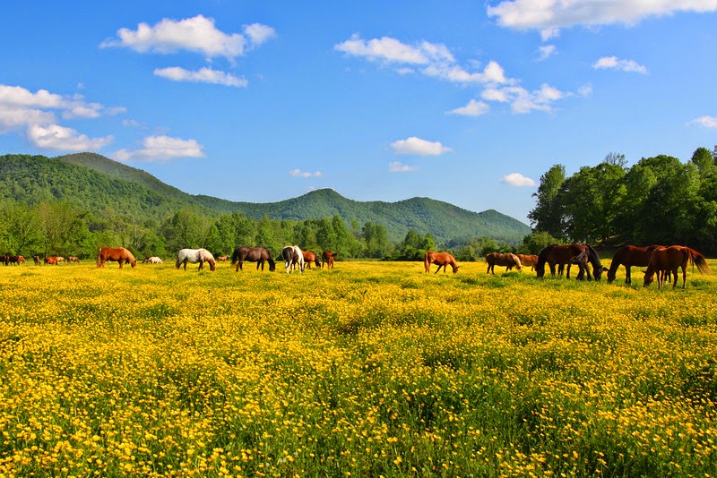 The Dillard House Recipes