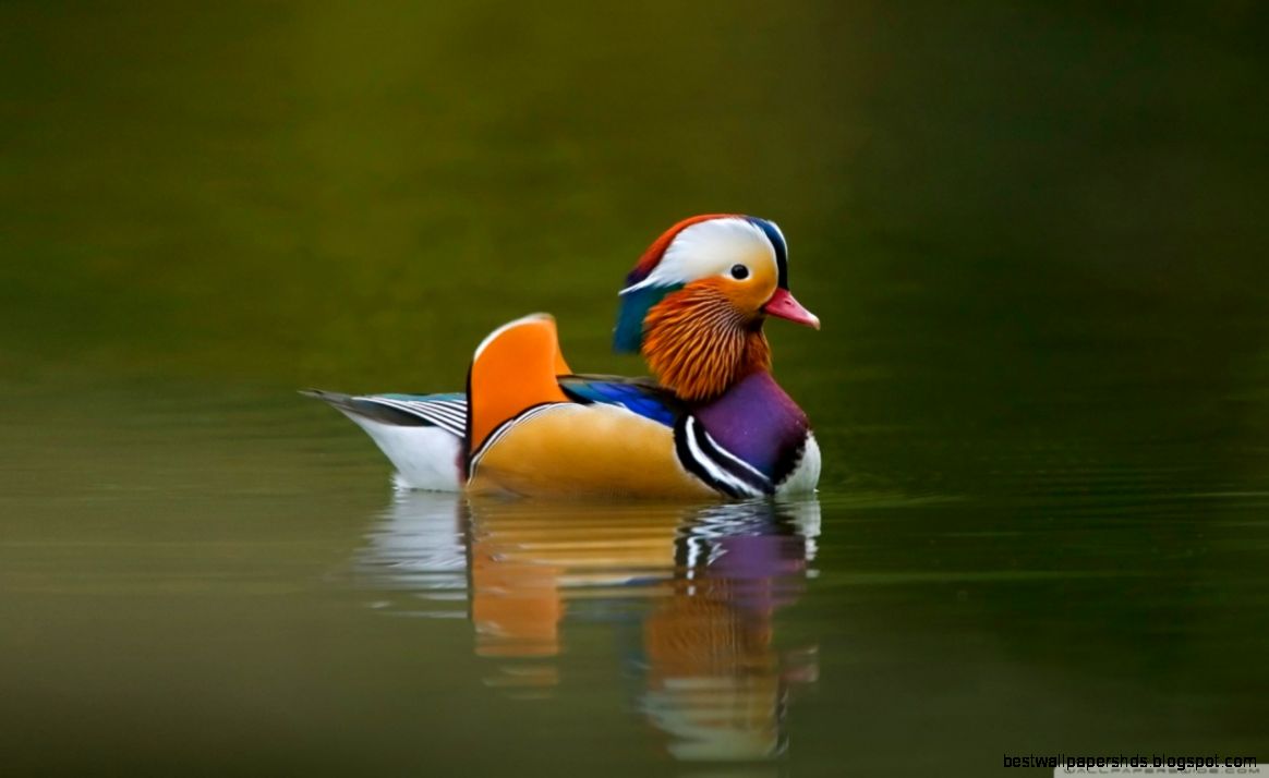 Mandarin Duck HD desktop wallpaper  High Definition  Fullscreen