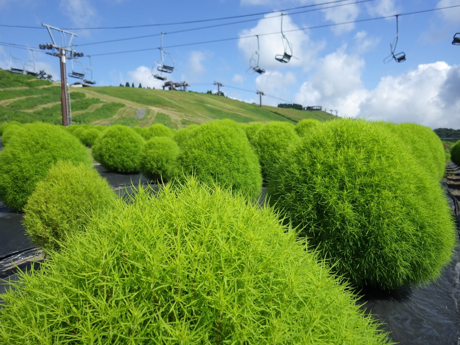 宮原のイベント日誌 箱館山と処女湖 ゆり園 １回目 ２回目