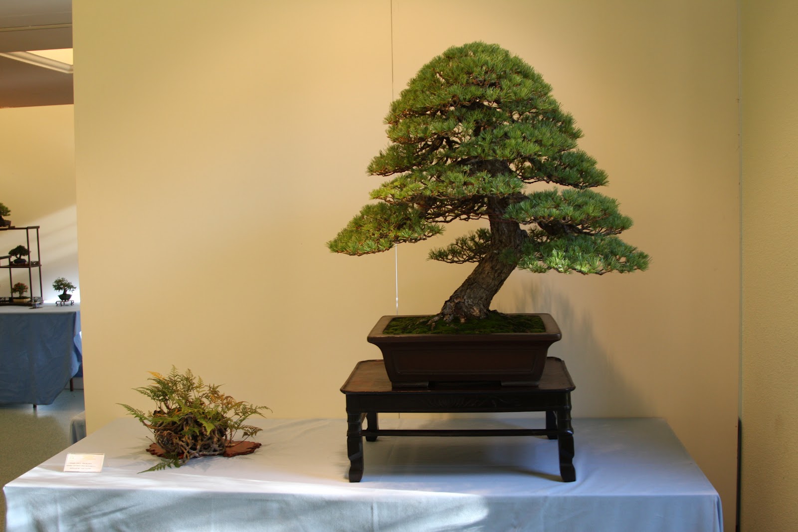 MIS COSAS CLUB BONSAI MADRID XXIX PARTE I