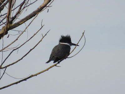 wings and daydreams birder