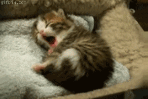 866965793341595825.gif