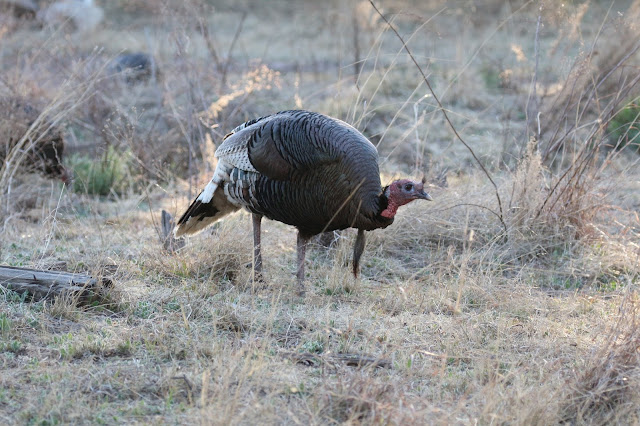 Goulds%2BTurkey%2BHunting%2Bwith%2BAuction%2BTag%2Bin%2BArizona%2Bwith%2BJay%2BScott%2BOutdoors%2Bof%2BColburn%2Band%2BScott%2BOutfitters%2B16.JPG