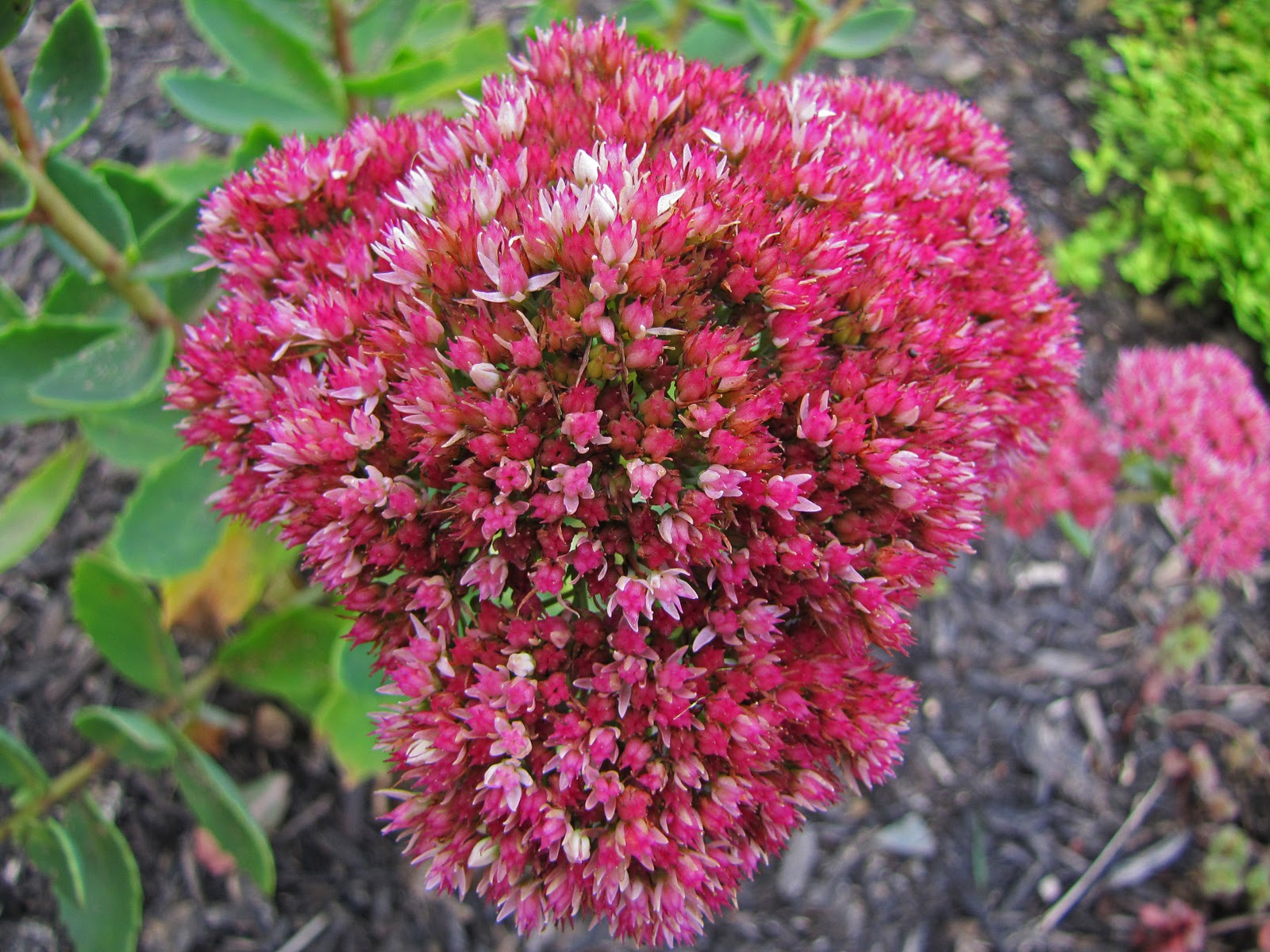 Очиток размножение семенами