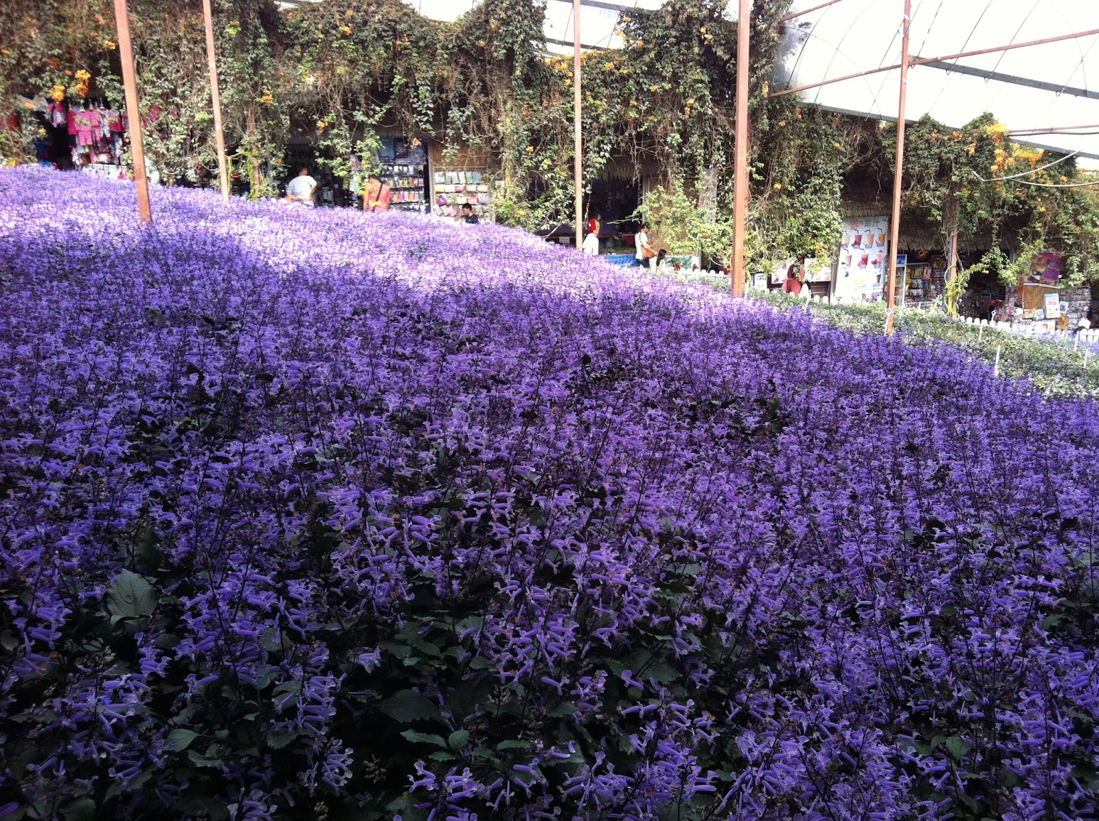 Mama Fad NEW Taman  Lavender  Cameron Highlands