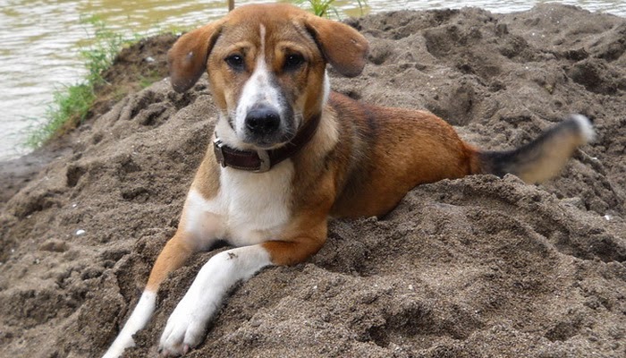 Saat Nyepi, Anjing Ngamuk Gigit Warga