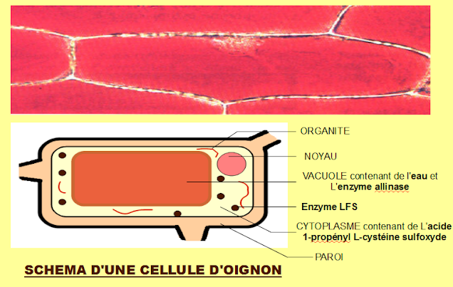 schéma d'une cellule d'oignon