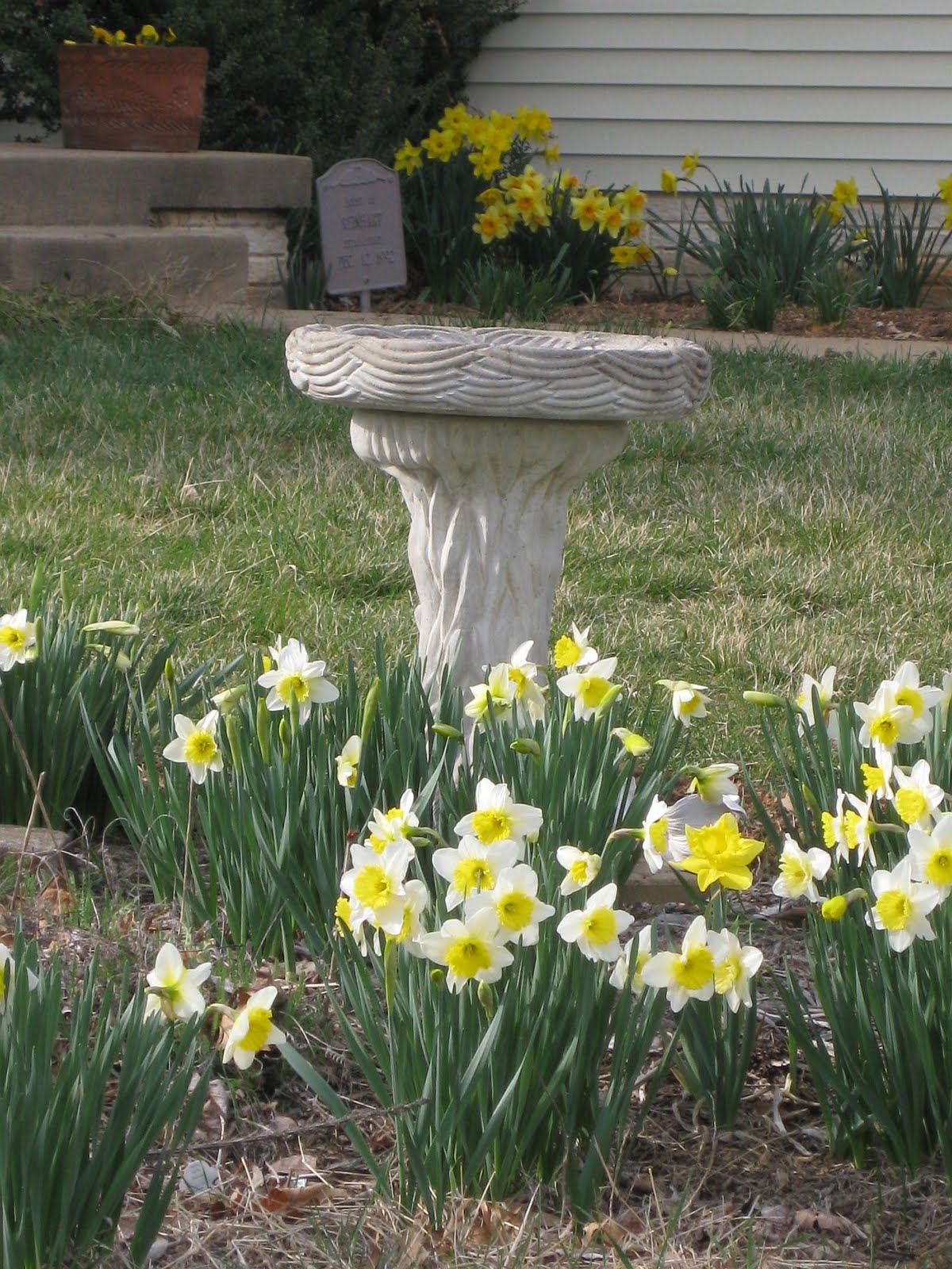 Have Ewe Any Wool? Spring Daffodils