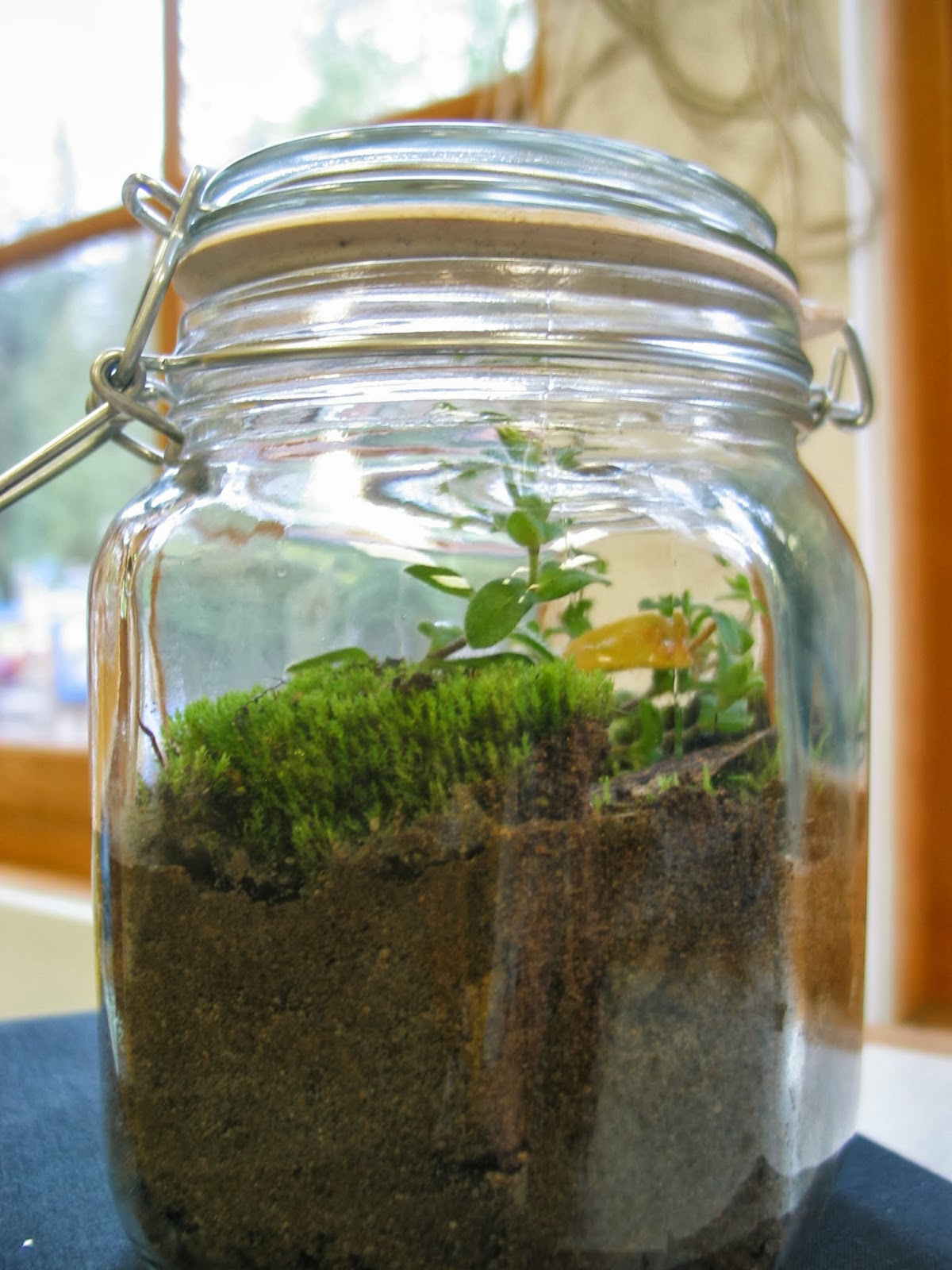Learning in Place Building a terrarium to learn about the water cycle