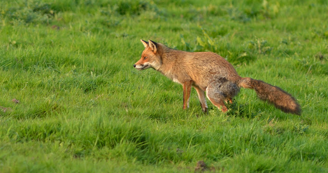 Sam And Lisa's Wildlife Photos: Red Fox