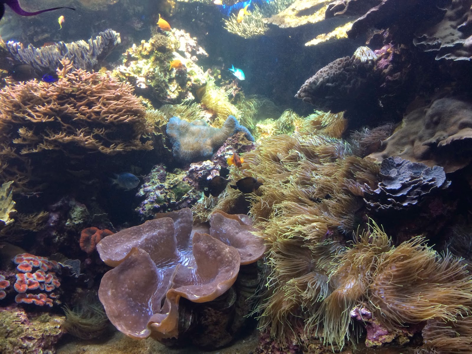 Waikiki Aquarium Giant Clam