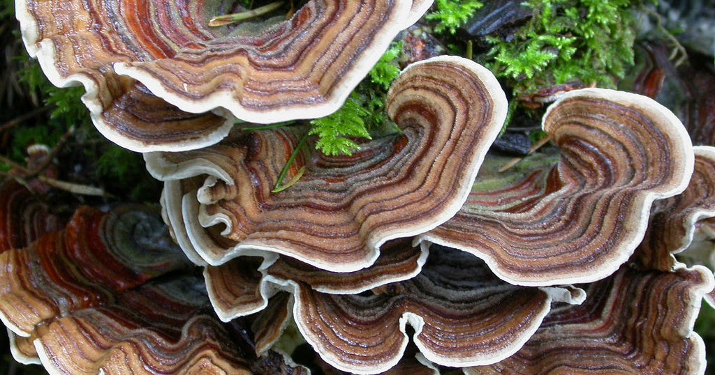 Earth and Space News Thanksgiving Turkey Tail Mushrooms Fight Cancers
