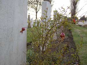 RAVENNA WAR CEMETERY