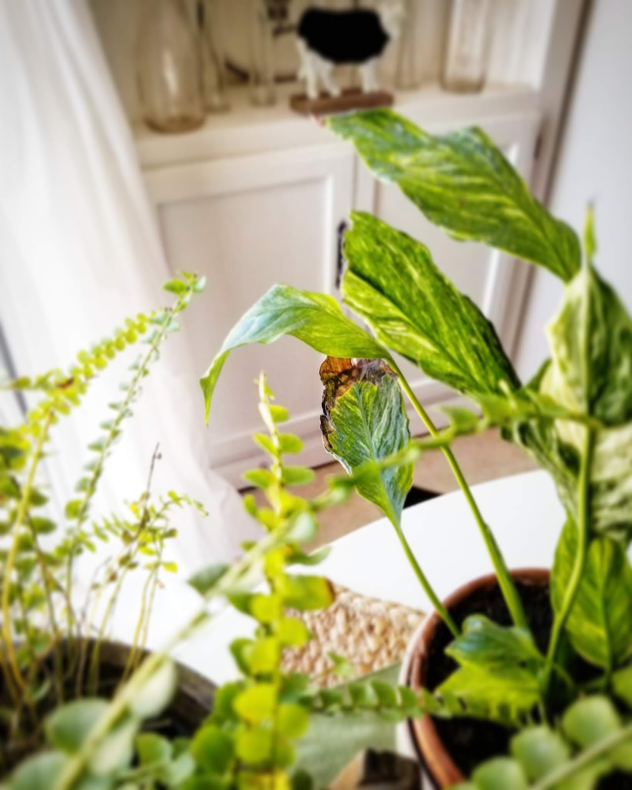 The Quaint Sanctuary { Simple Tips to Revive Dying House Plants }