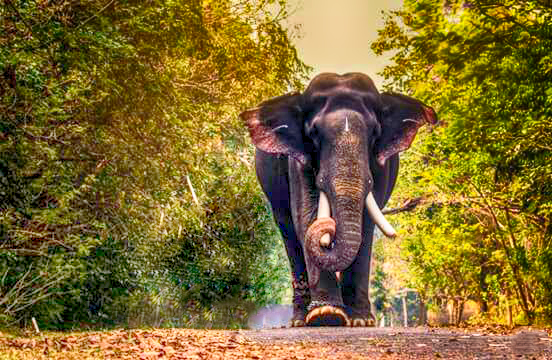 2,186 Kerala Festival Elephants Images, Stock Photos & Vectors |  Shutterstock