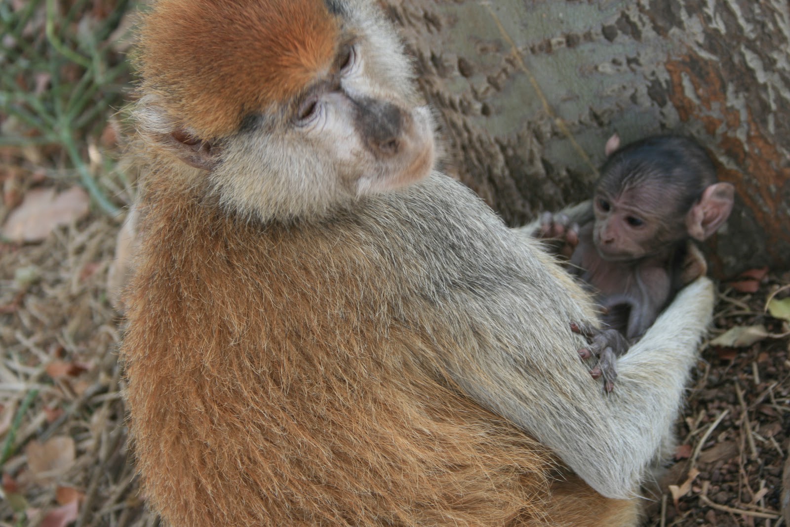 John and Daesha in Africa